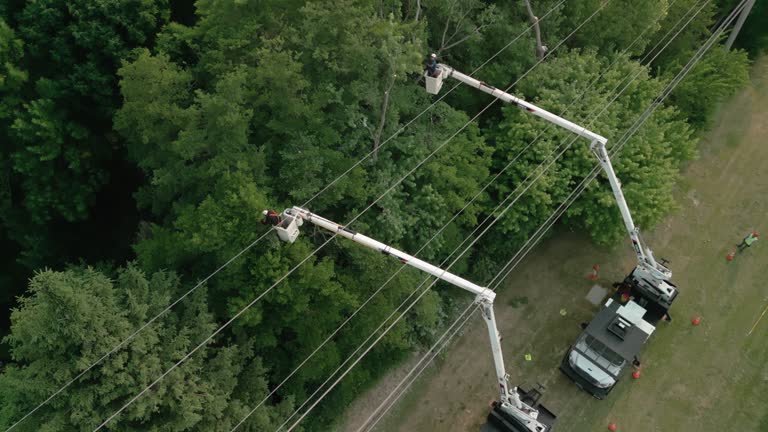 How Our Tree Care Process Works  in  Prairie Grove, IL